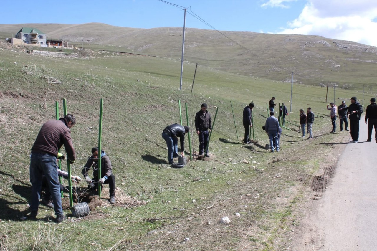 Daşkəsəndə ağacəkmə aksiyası keçirildi - FOTOLAR